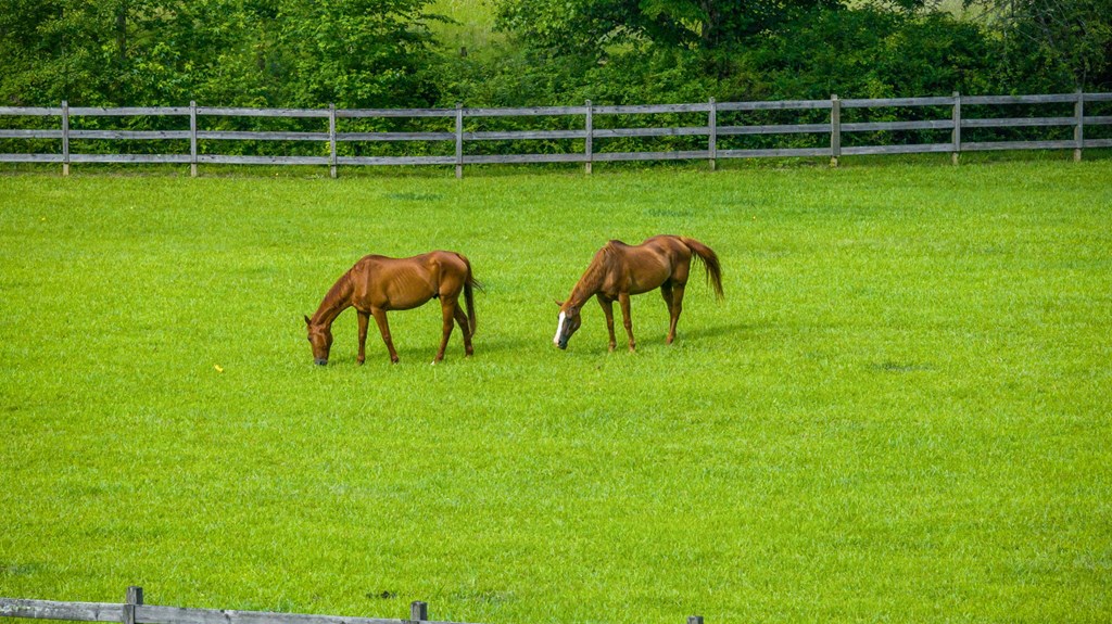 Blue Ridge, Georgia, 30513, United States, 3 Bedrooms Bedrooms, ,3 BathroomsBathrooms,Residential,For Sale,1974409