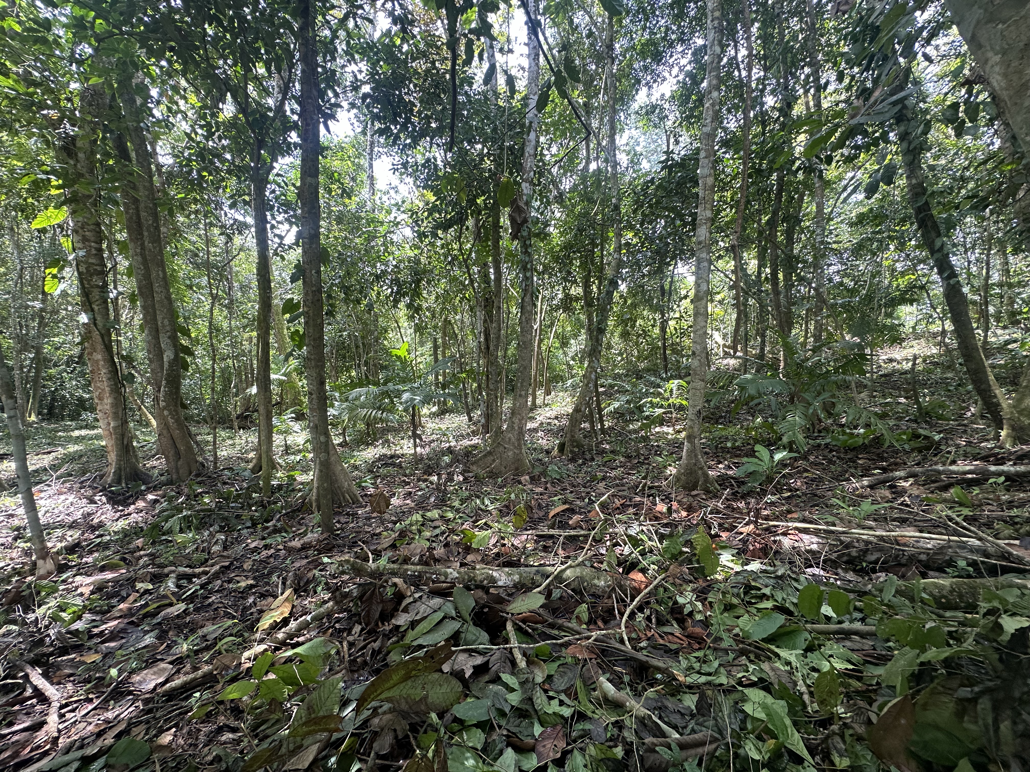 Palmar Norte, Palmar, Puntarenas, CR, ,Land,For Sale,Palmar Norte,1667866