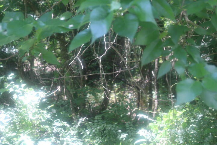 Polk, Missouri, 65727, United States, ,Land,For Sale,1980569