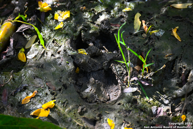 Nixon, Texas, 78140, United States, ,Residential,For Sale,1988320