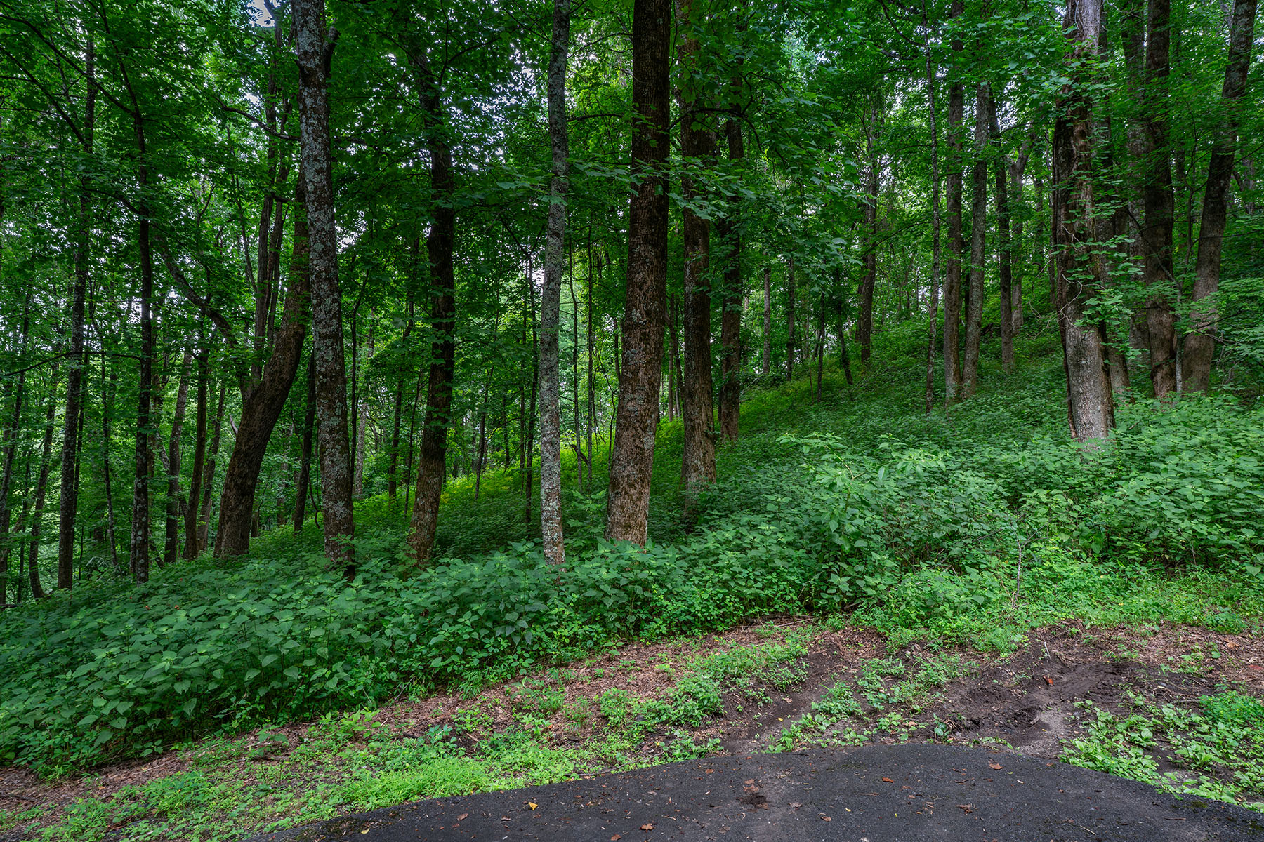 THE ORCHARDS OF MAYVIEW - BLOWING ROCK - 物件實景