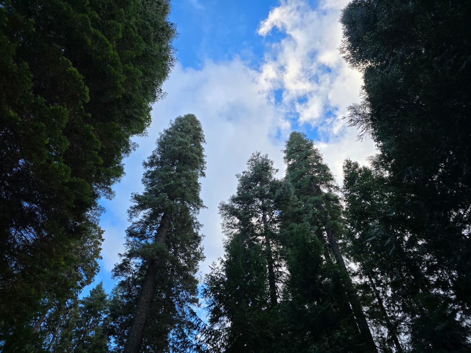 Pollock Pines, California, 95726, United States, ,Residential,For Sale,1982906