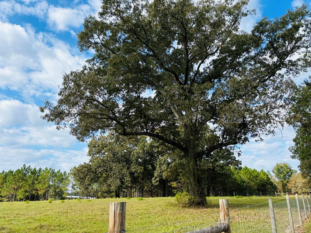 Abbeville, Georgia, 31001, United States, ,Land,For Sale,1975130