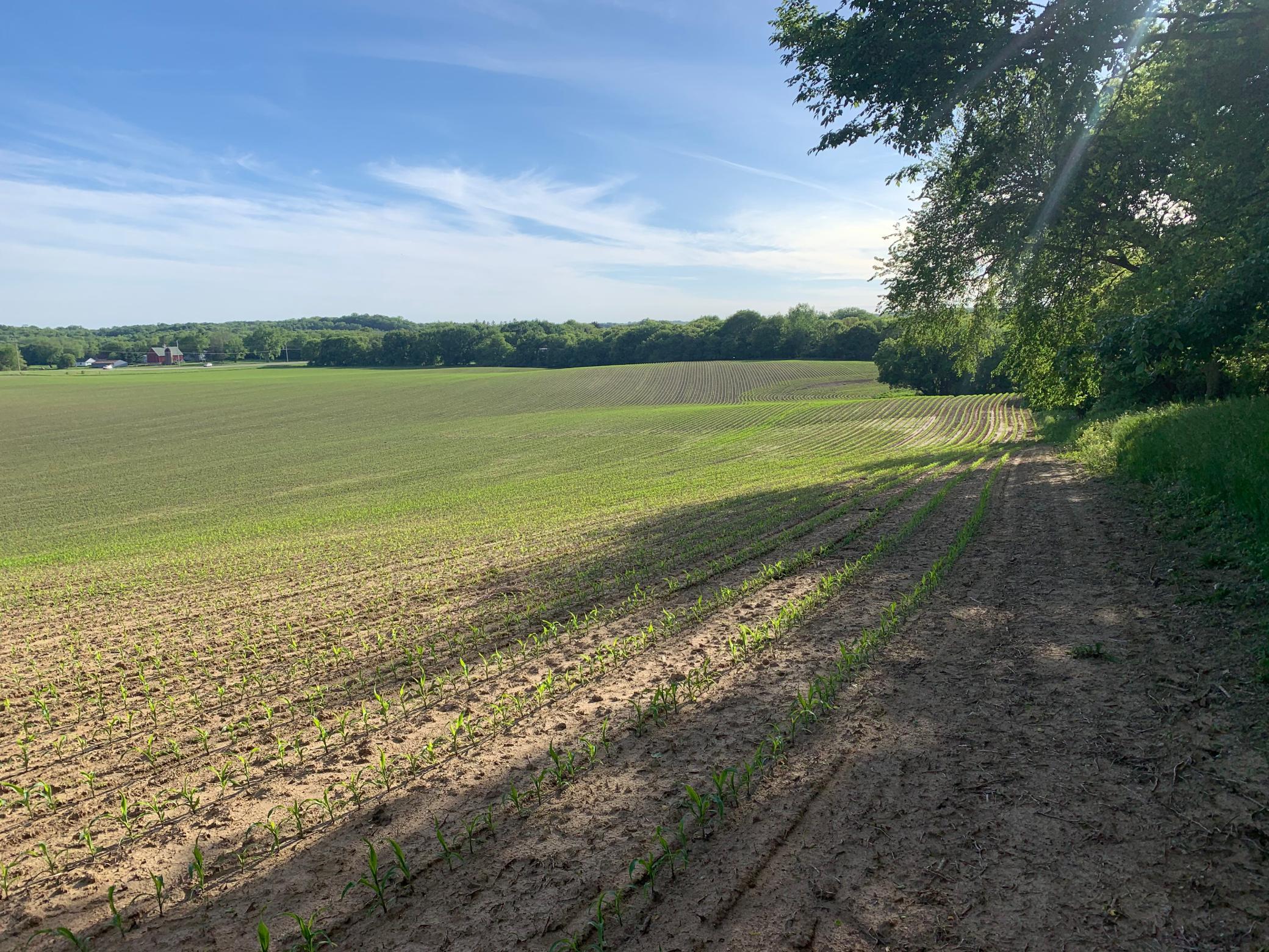 Tbd 75th Street NW, Oronoco Twp, Minnesota, 55901, United States, ,Land,For Sale,Tbd 75th Street NW,1626085