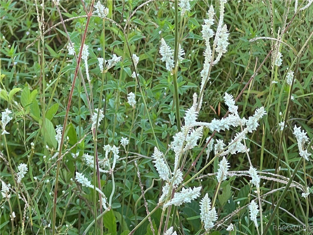Inverness, Florida, 34452, United States, ,Land,For Sale,1980854