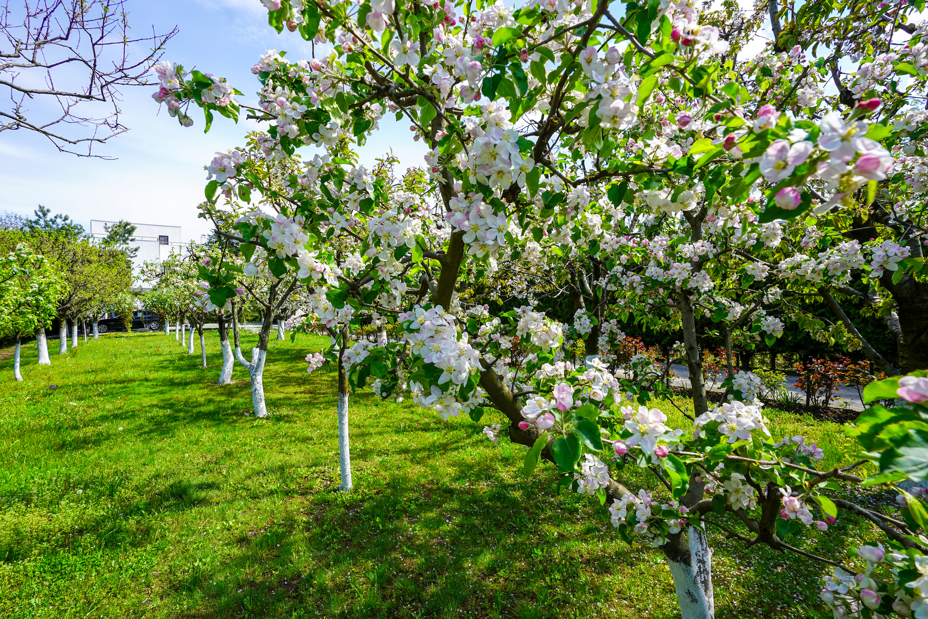  Luxury Villa in a Prime Educational Hub, Pipera - 物件實景
