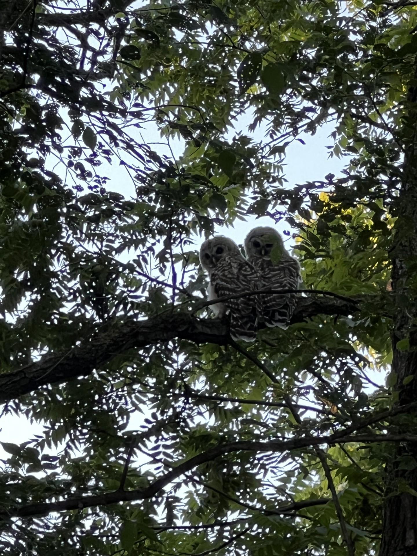 Rochester, Minnesota, 55904, United States, 4 Bedrooms Bedrooms, ,3 BathroomsBathrooms,Residential,For Sale,2003115