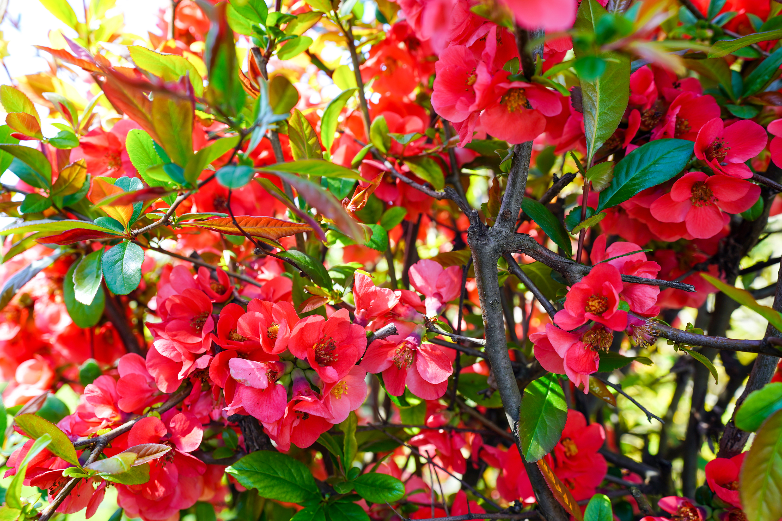  Luxury Villa in a Prime Educational Hub, Pipera - 物件實景