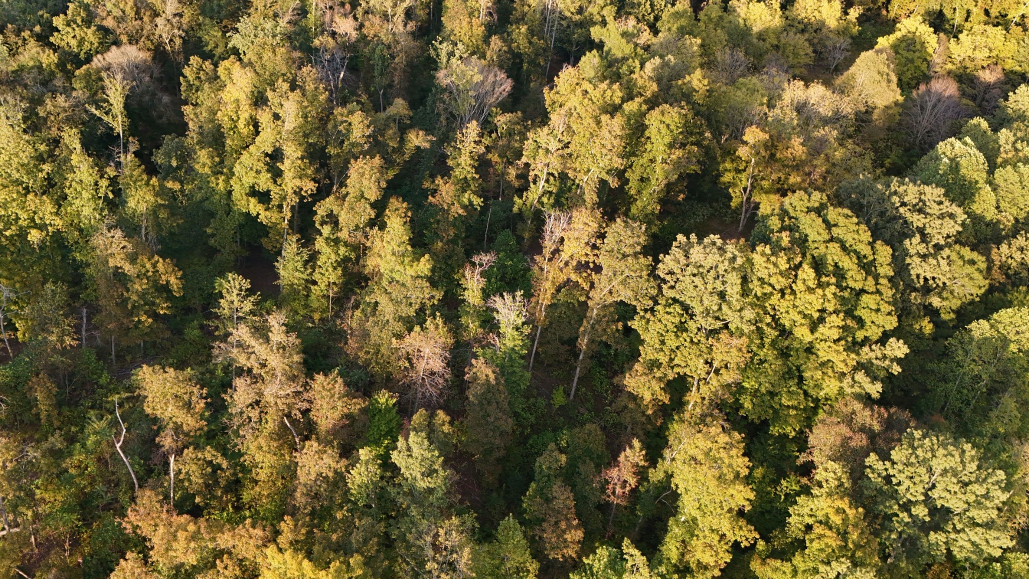 Lynchburg, Tennessee, 37388, United States, ,Land,For Sale,1982223