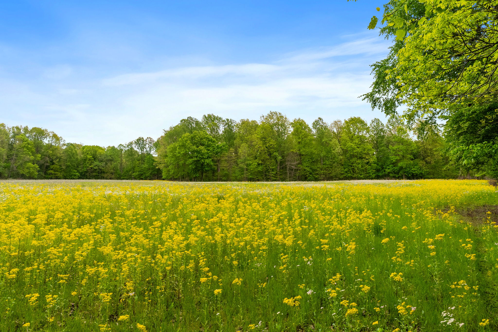 Rosedale, Indiana, 47874, United States, ,Land,For Sale,2049036