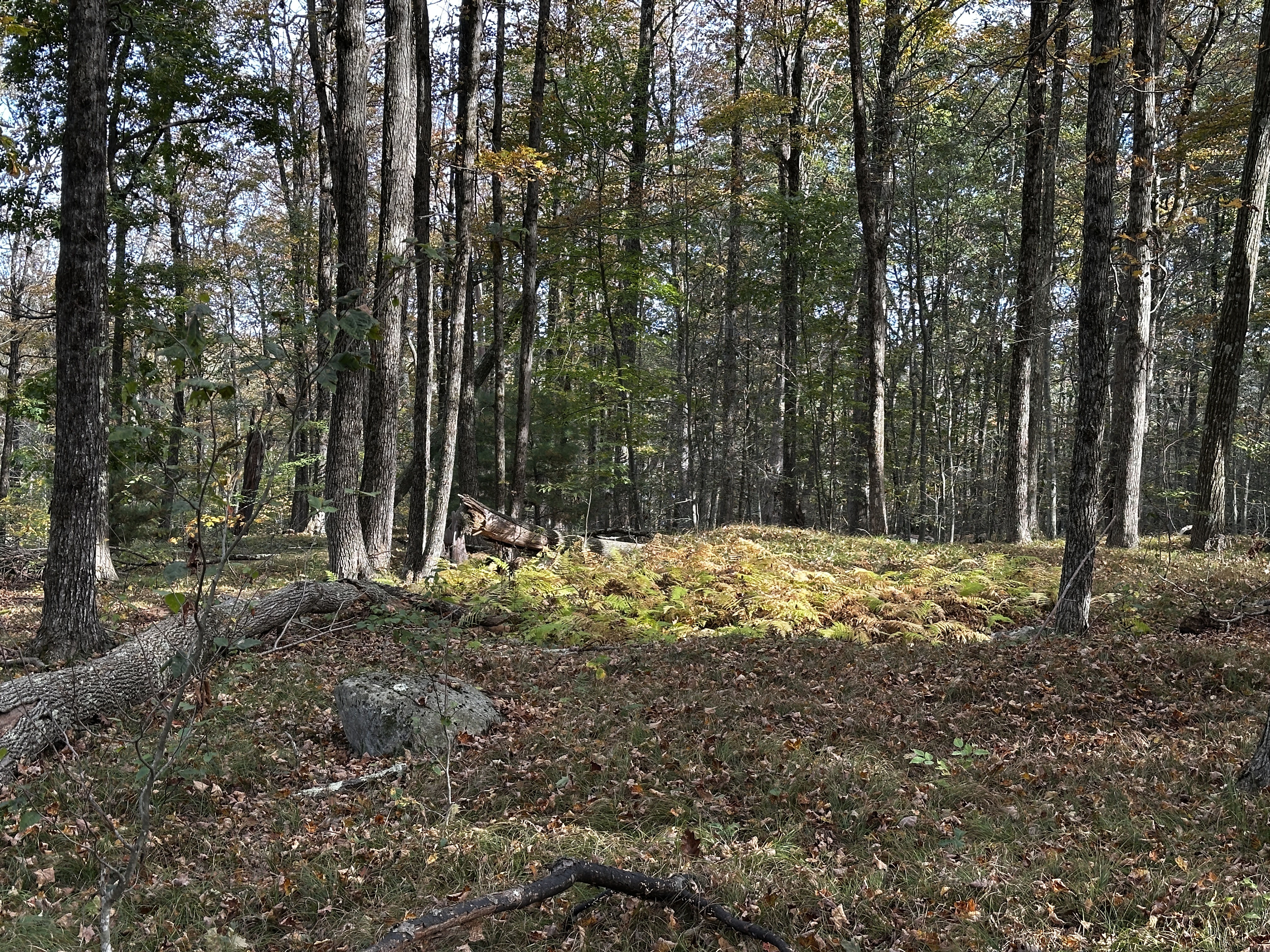  000000 Norfolk Road - 物件實景