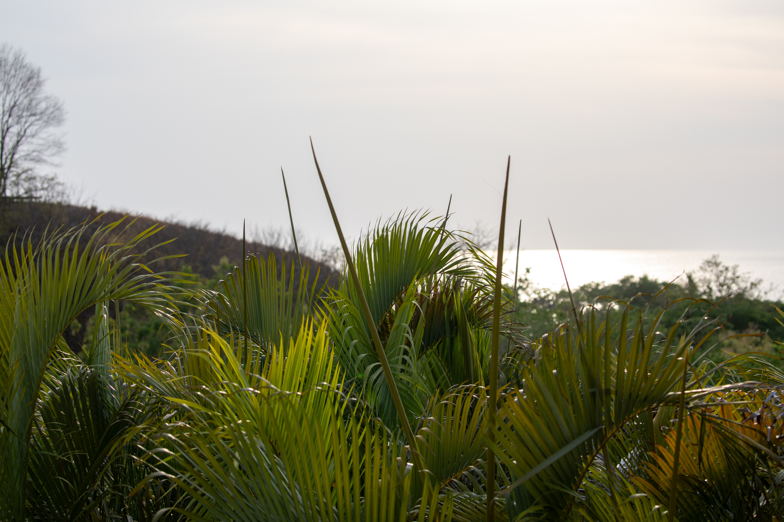 Nosara, Guanacaste, CR, 16 Bedrooms Bedrooms, ,9 BathroomsBathrooms,Residential,For Sale,1587974