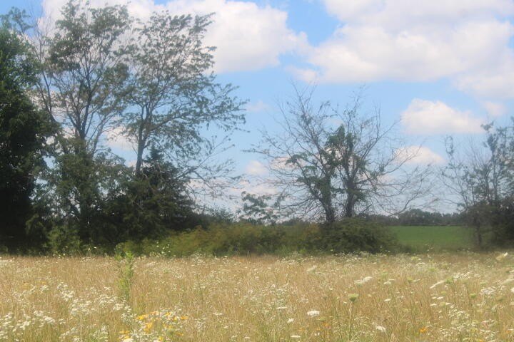 Polk, Missouri, 65727, United States, ,Land,For Sale,1980569