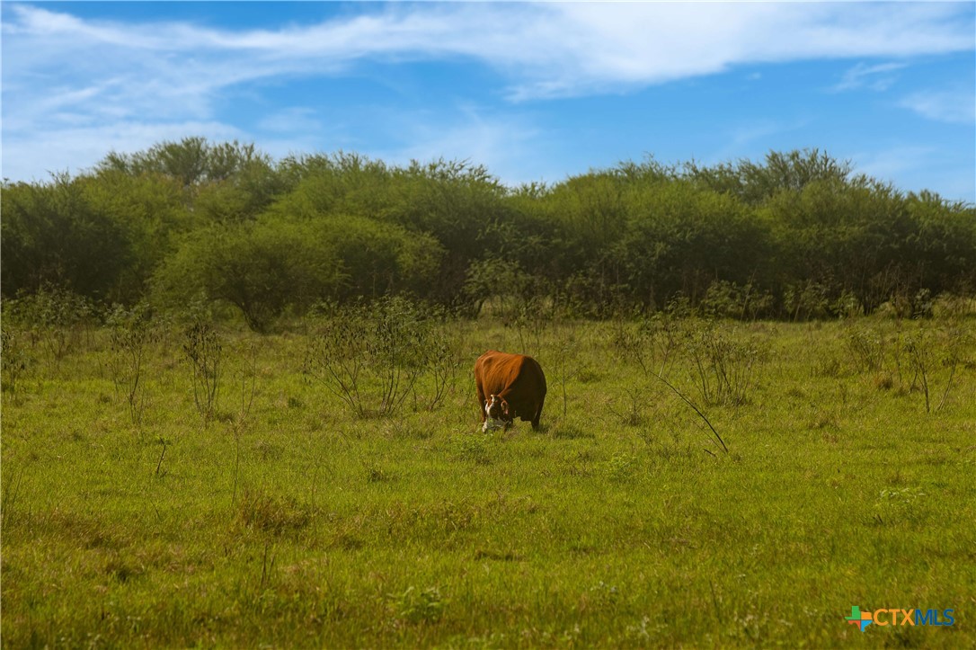 Tivoli, Texas, 77990, United States, ,Land,For Sale,1996181