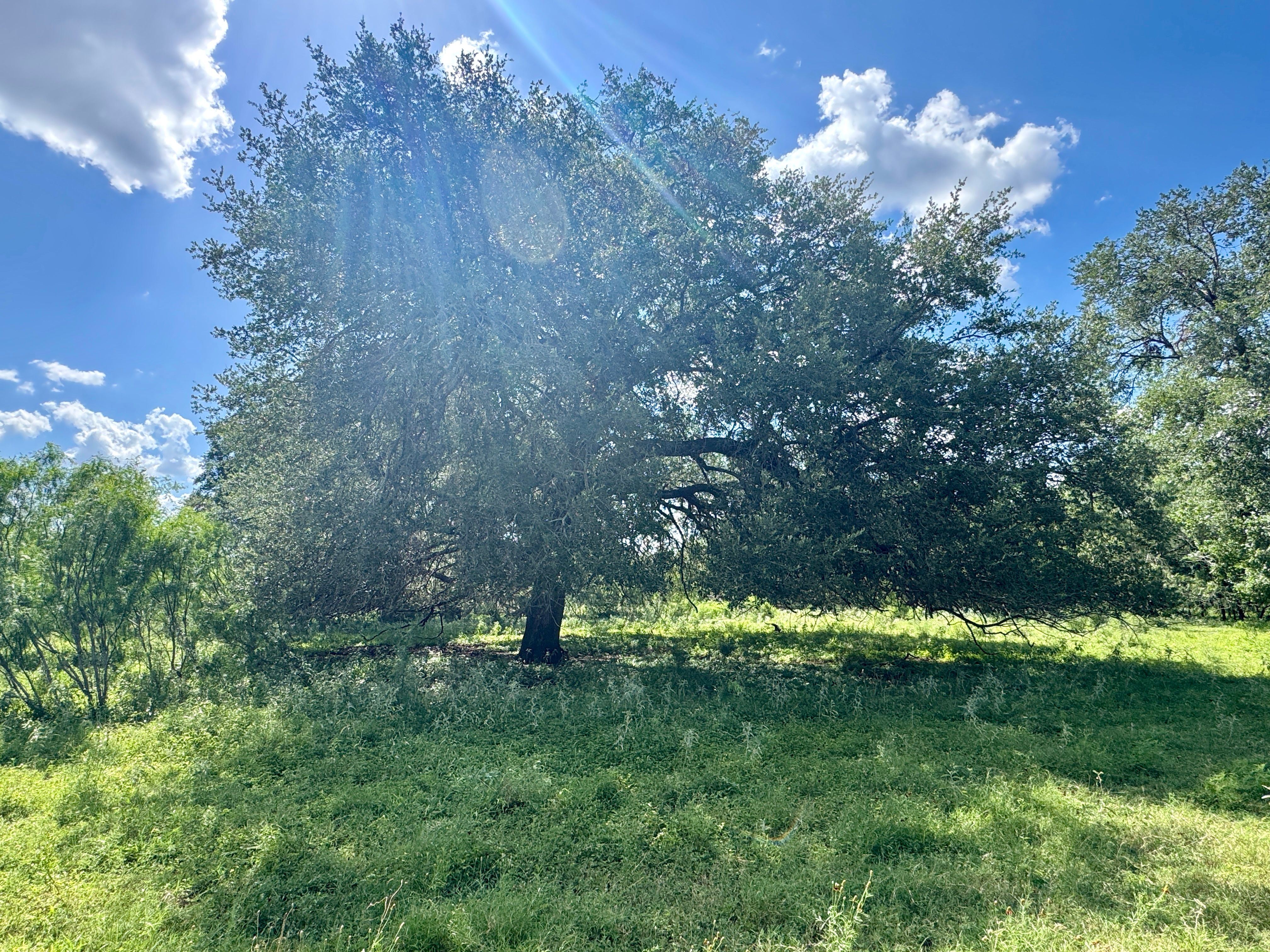  O6 Ranch in Frio County - 物件實景