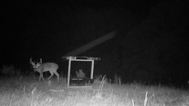 Shiloh, Georgia, 31826, United States, 3 Bedrooms Bedrooms, ,1 BathroomBathrooms,Land,For Sale,1974369