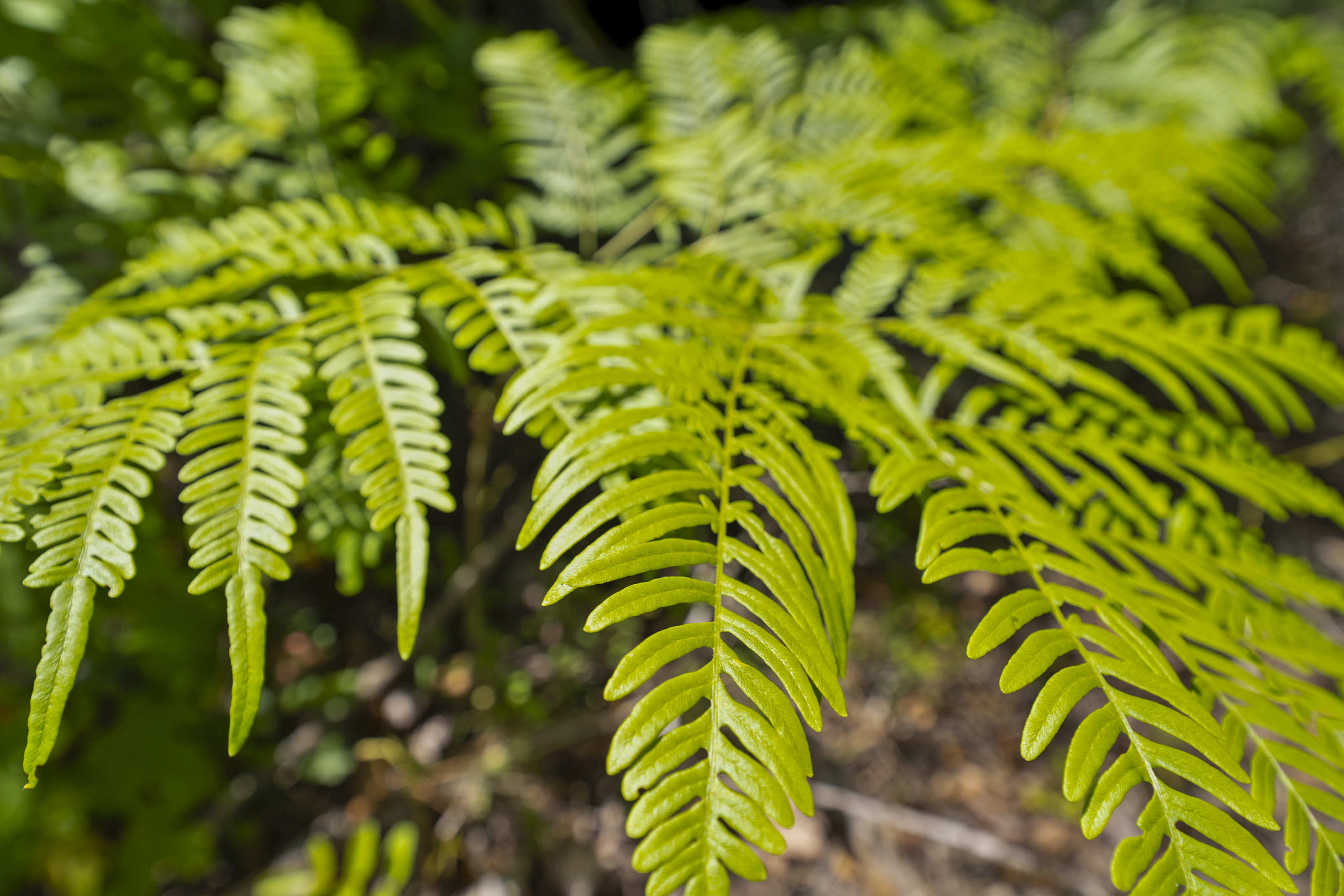  5371 Church Road, St. Augustine, FL, 32092 - 物件實景