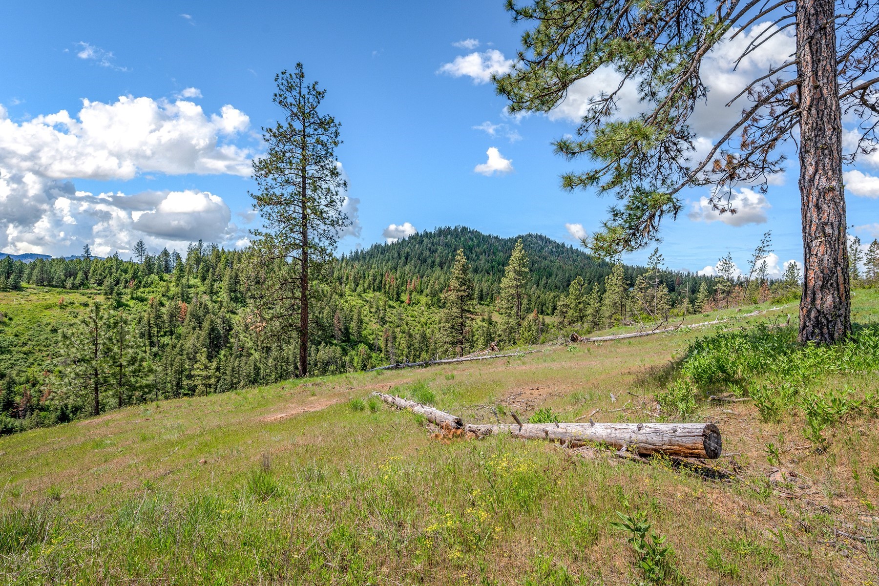  Cabins on 17ac. Surrounded by Lumber Land - 物件實景