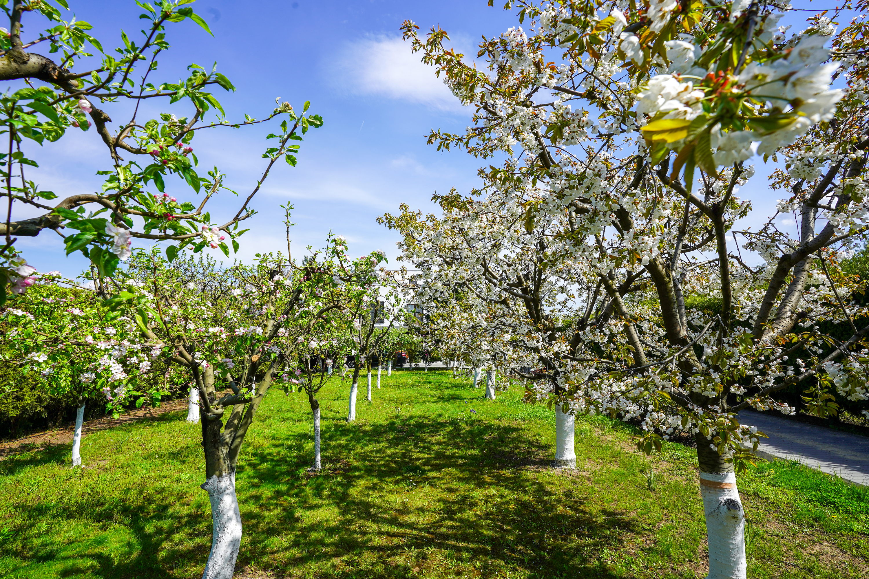  Luxury Villa in a Prime Educational Hub, Pipera - 物件實景