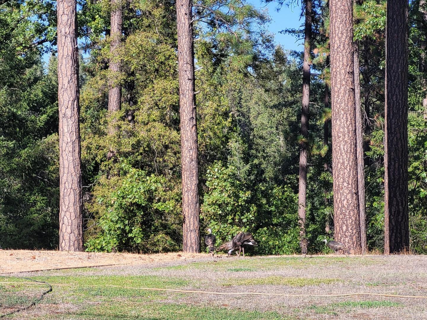 Grass Valley, California, 95945, United States, 3 Bedrooms Bedrooms, ,2 BathroomsBathrooms,Residential,For Sale,1974431