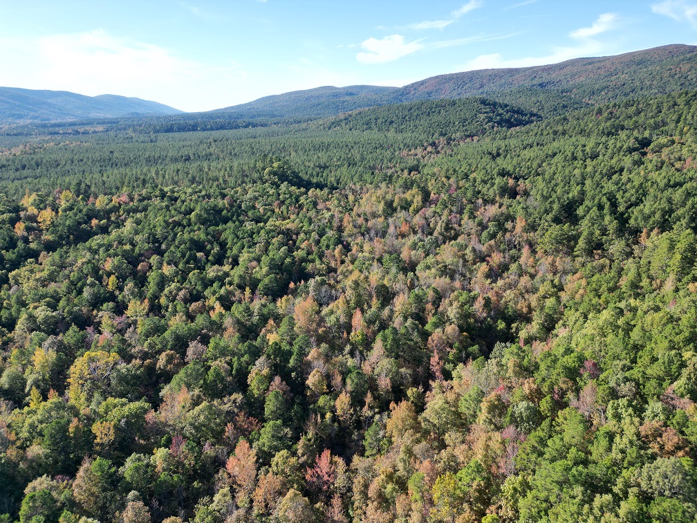 Mena, Arkansas, 71953, United States, ,Land,For Sale,1973758