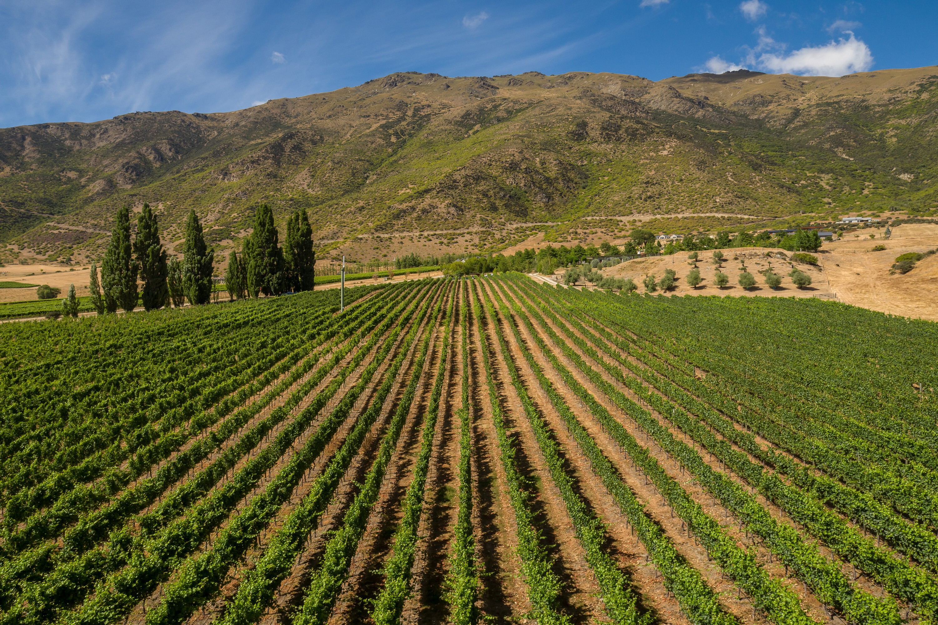  Award Winning Vineyard - 物件實景