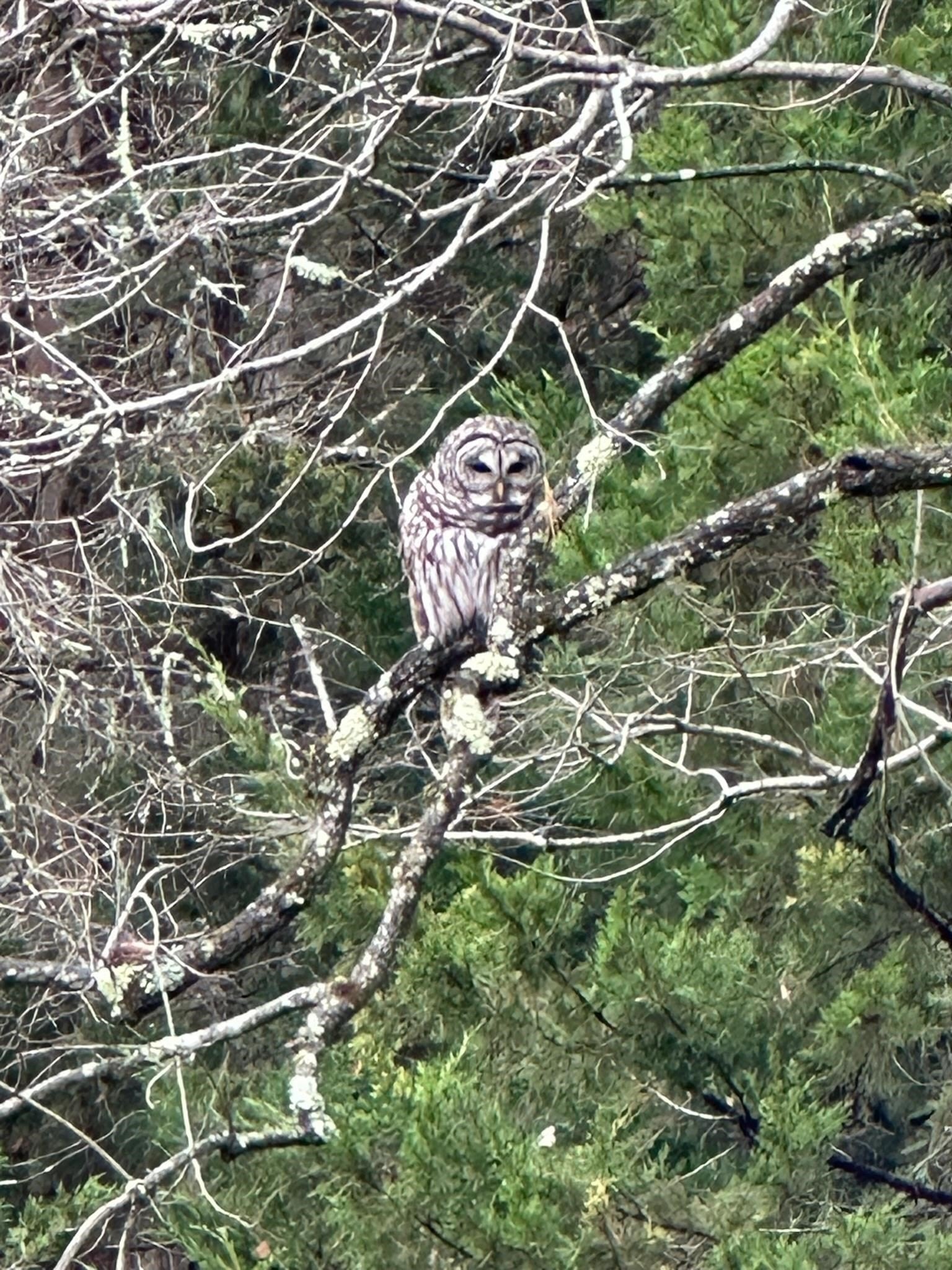 Jay, Vermont, 05859, United States, ,Land,For Sale,1999221