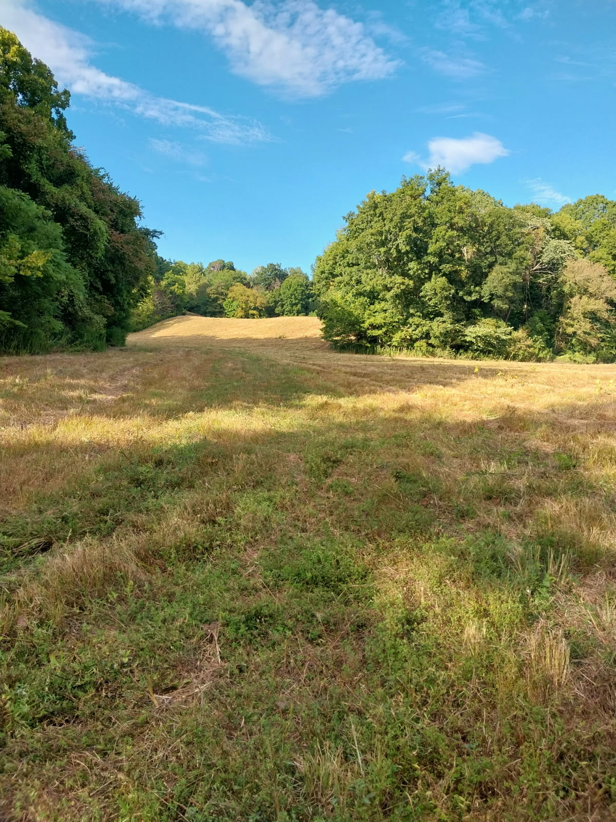 Hornbeak, Tennessee, 38232, United States, 3 Bedrooms Bedrooms, ,2 BathroomsBathrooms,Residential,For Sale,2005816