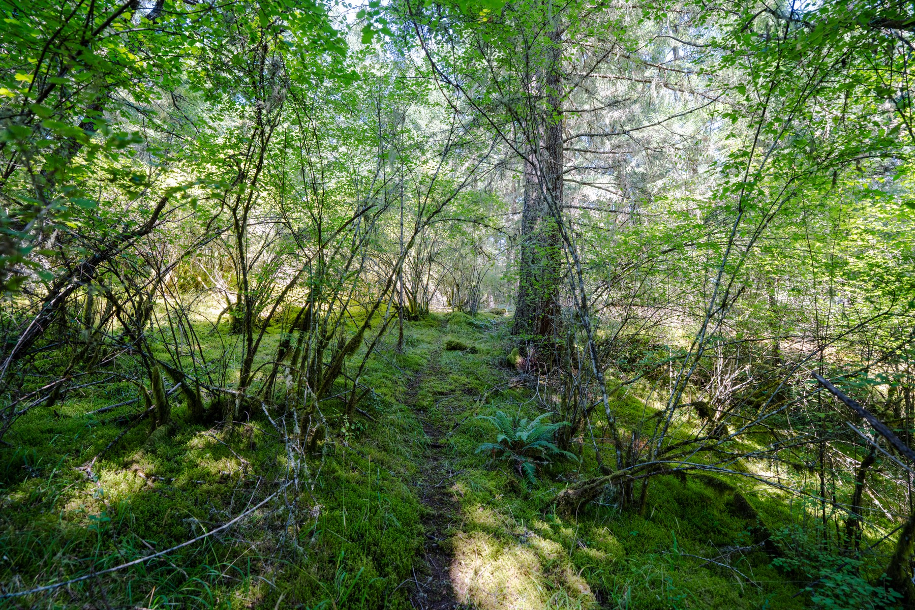  Hilltop Forest Retreat - 物件實景