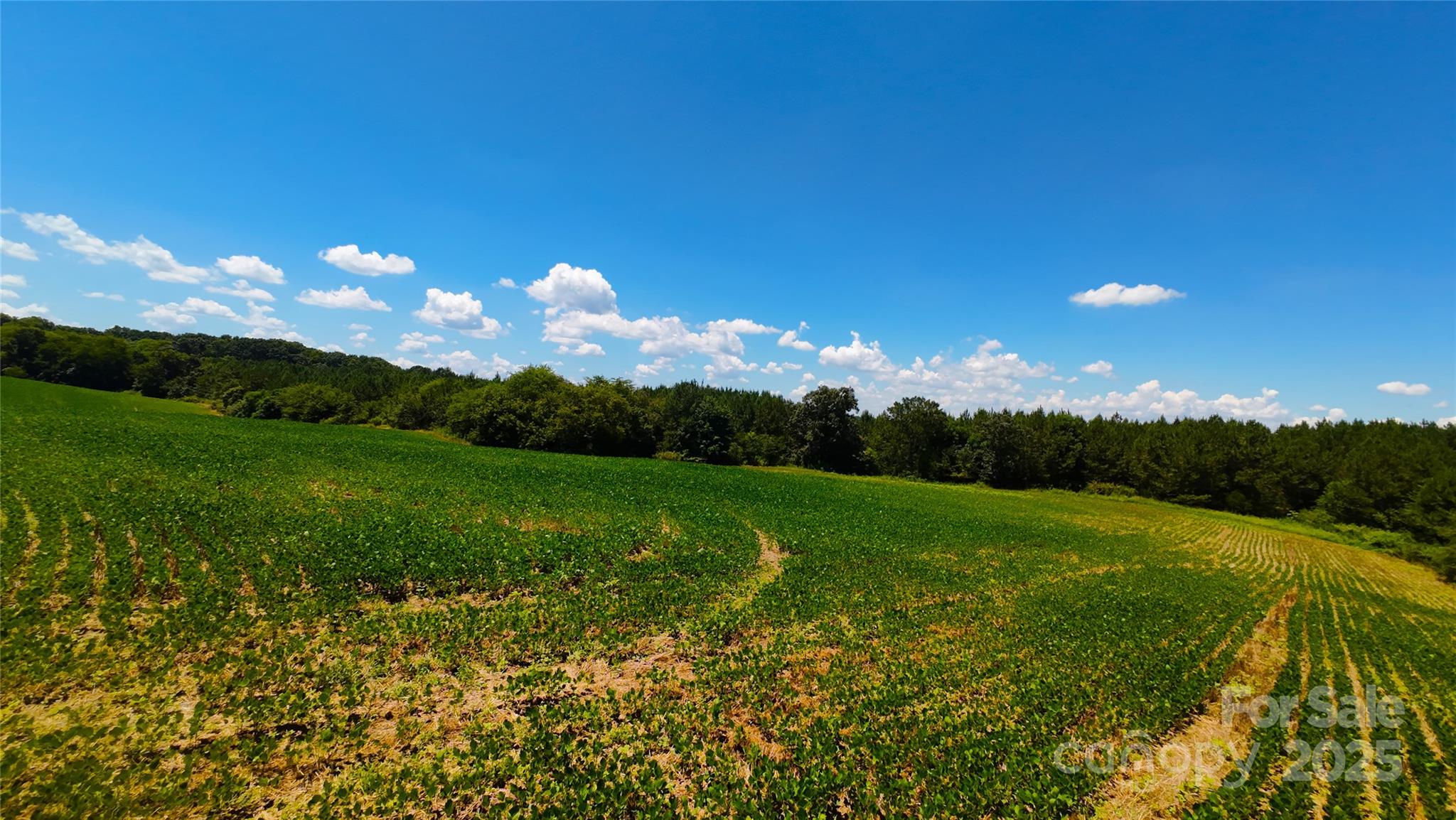 Polkton, North Carolina, 28135, United States, ,Land,For Sale,1976298