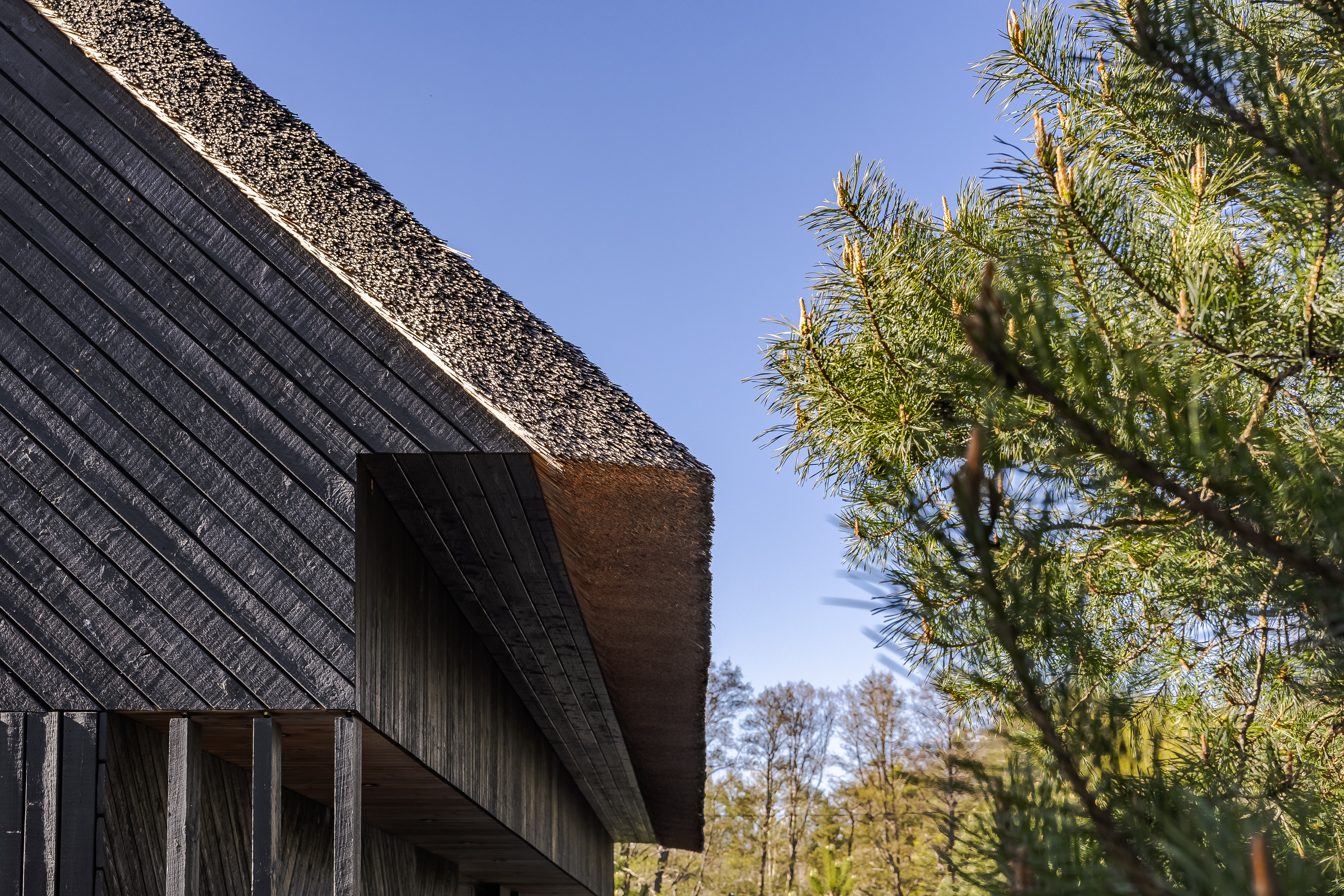  A house by the Baltic Sea surrounded by pines - 物件實景