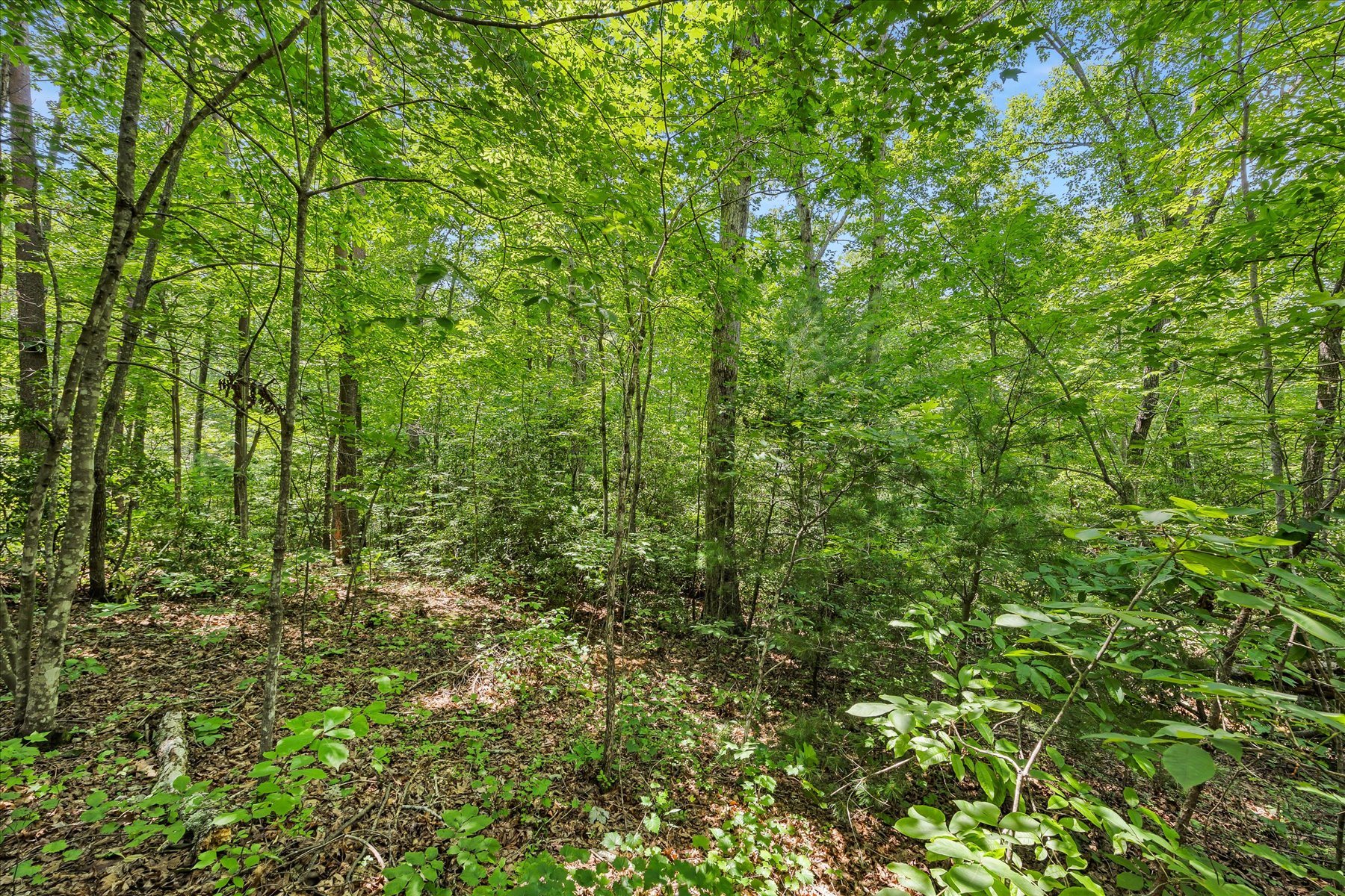  14 Alsace Way, Travelers Rest, SC 29690 - 物件實景