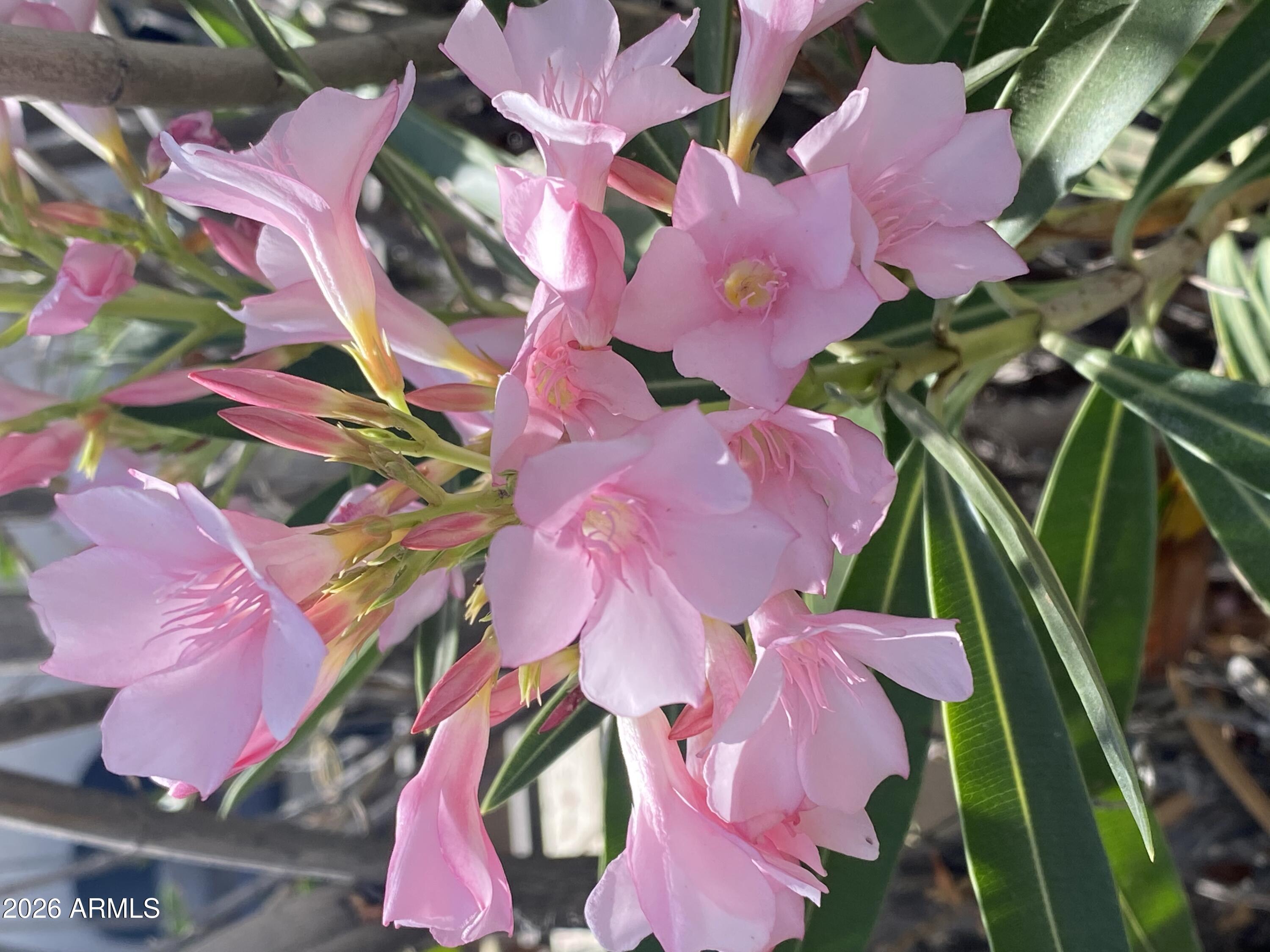  1121 W Aster Drive  Phoenix, AZ - 物件實景