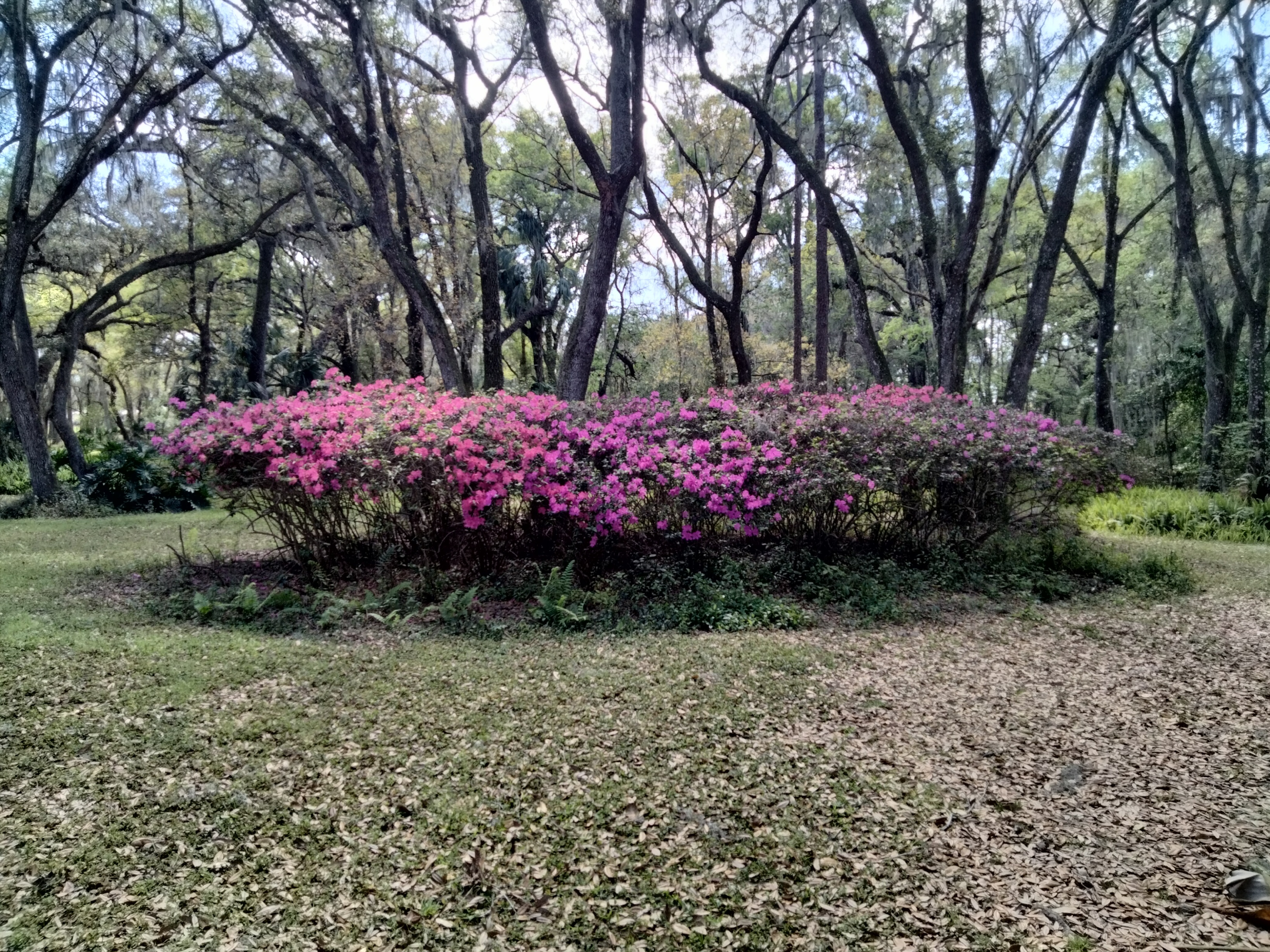 Dover, Florida, 33527, United States, 4 Bedrooms Bedrooms, ,5 BathroomsBathrooms,Residential,For Sale,1982363