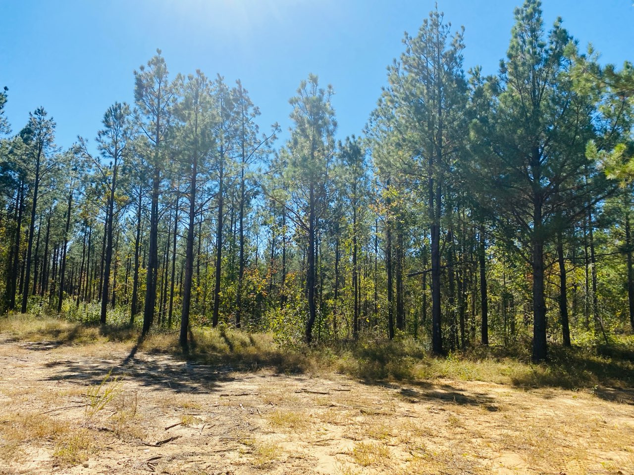 Mena, Arkansas, 71953, United States, ,Land,For Sale,1973758