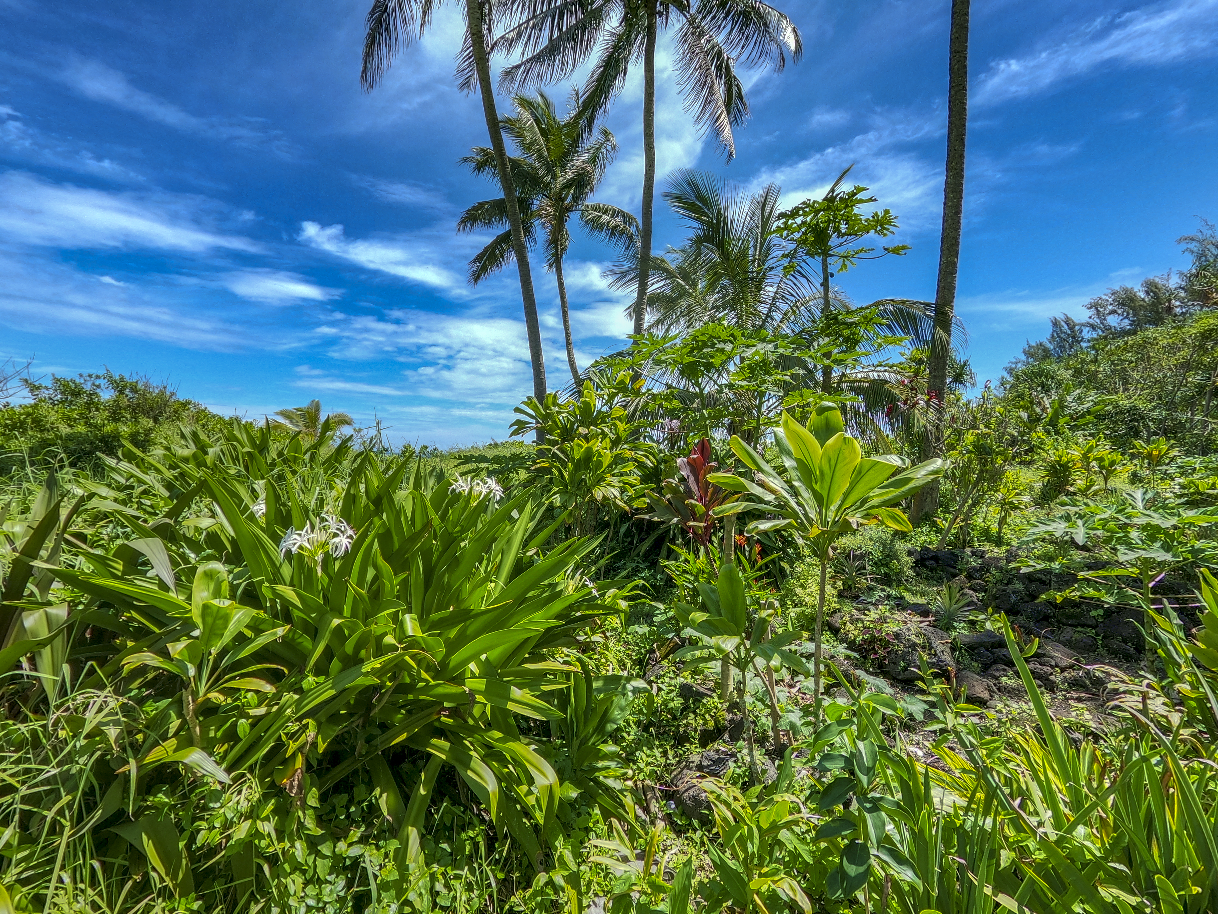  2405 Kalanianaole Ave, Hilo, HI, 96720 - 物件實景