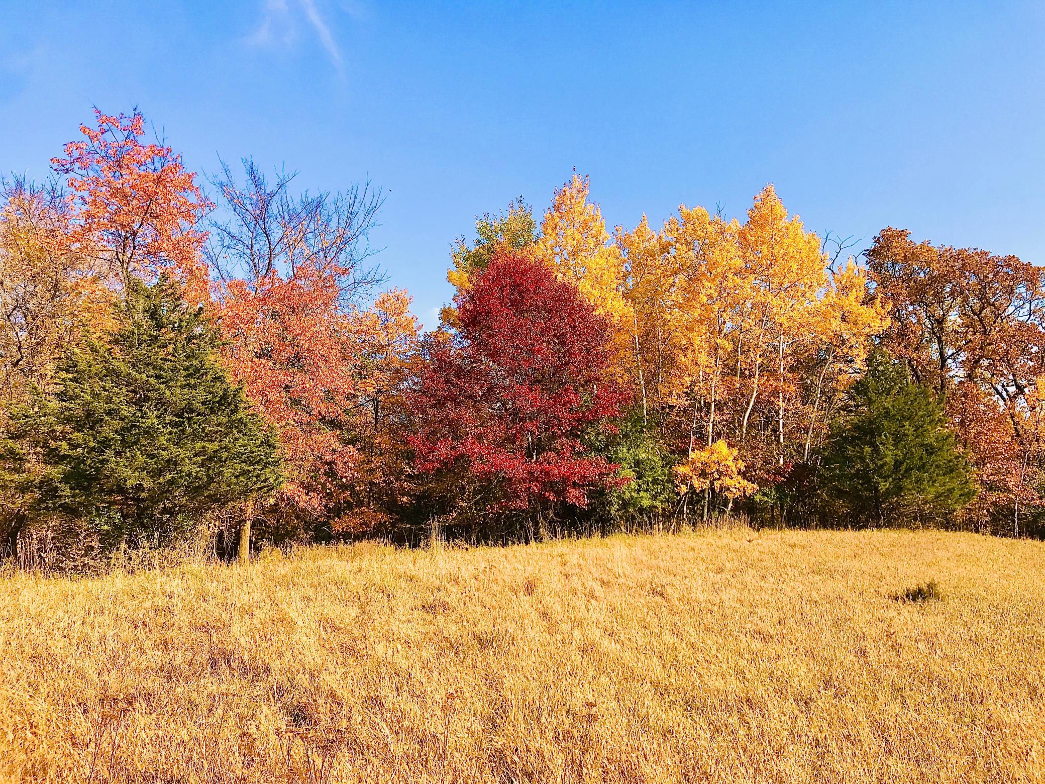 Tbd 75th Street NW, Oronoco Twp, Minnesota, 55901, United States, ,Land,For Sale,Tbd 75th Street NW,1626085
