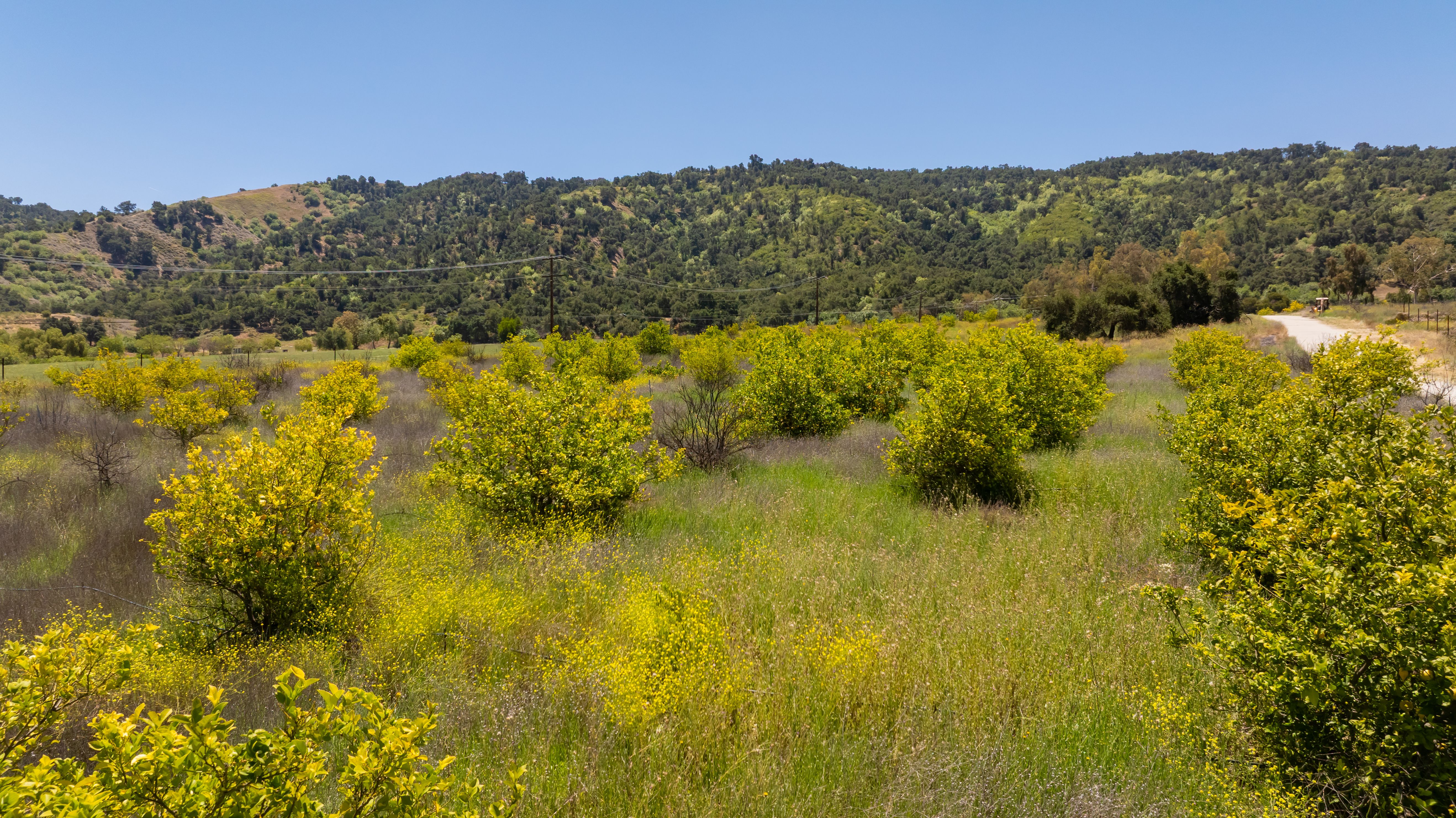  12400 Ojai Santa Paula Road, Ojai, CA 93023 - 物件實景