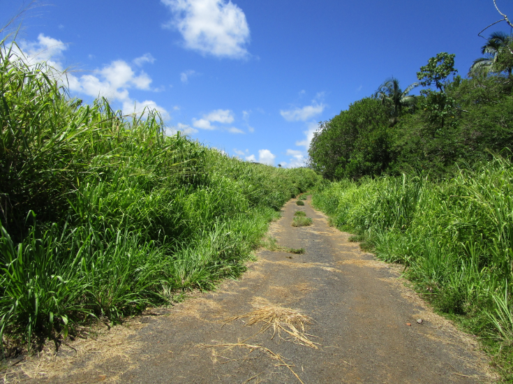 Pepeekeo, Hawaii, 96783, United States, ,Land,For Sale,1978999