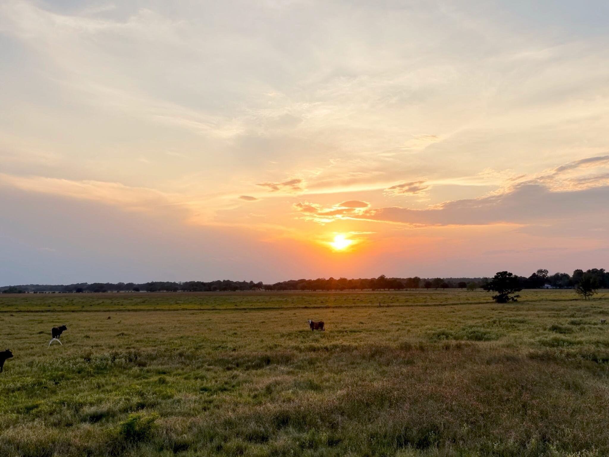 Anahuac, Texas, 77514, United States, ,Land,For Sale,1947447