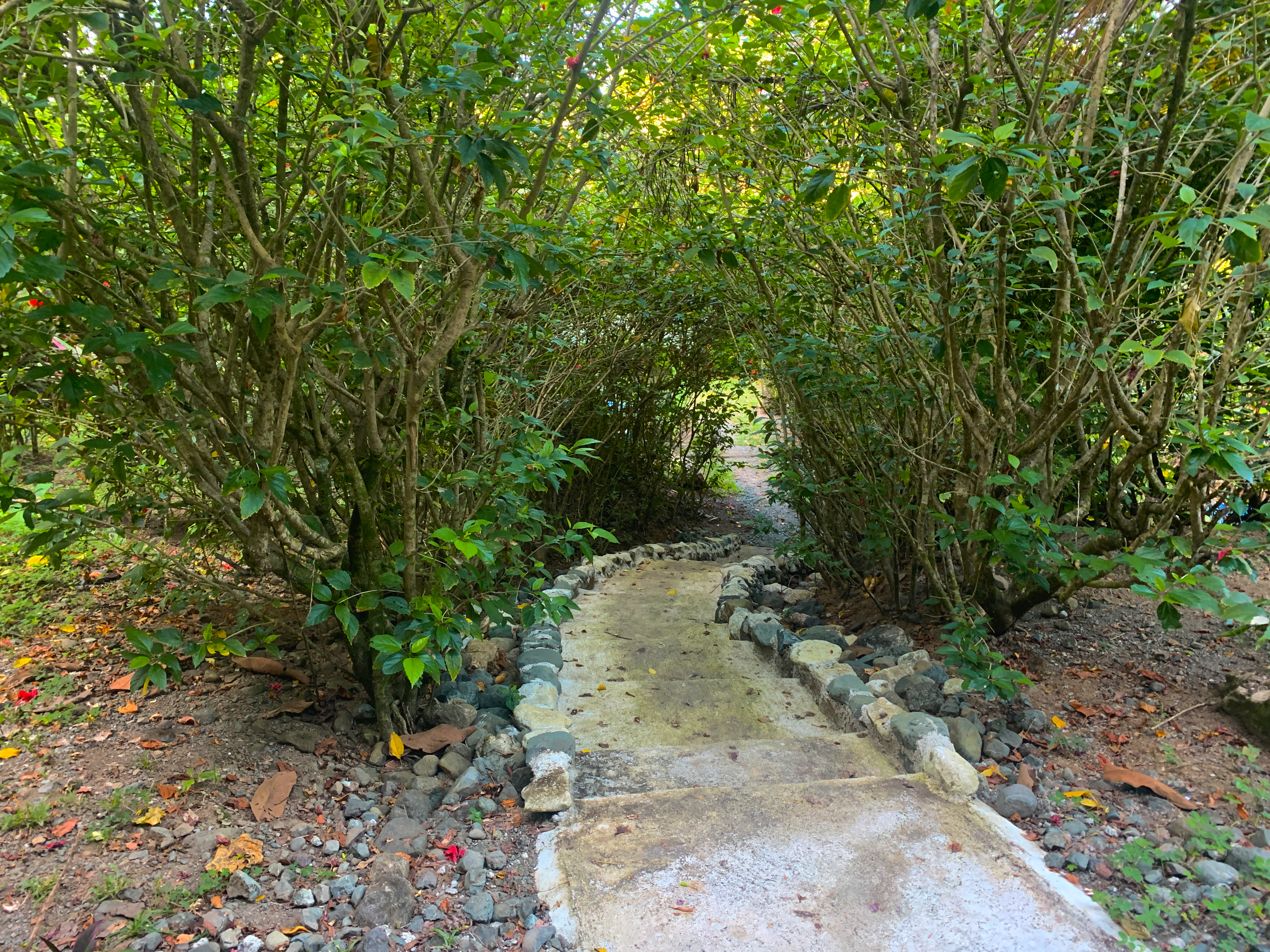 Osa Peninsula, Carate, Cabo Matapalo, Puntarenas, CR, ,Land,For Sale,Osa Peninsula, Carate,1585857