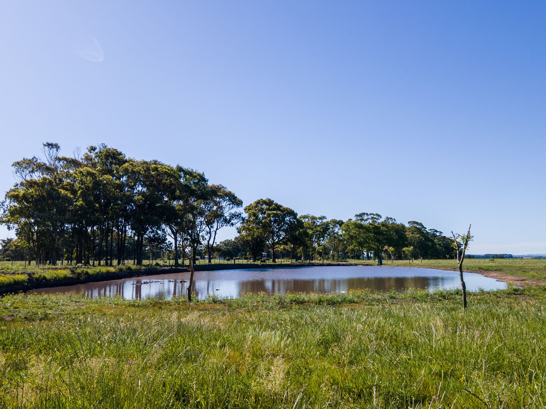  Farm in Las Portuguesas. - 物件實景