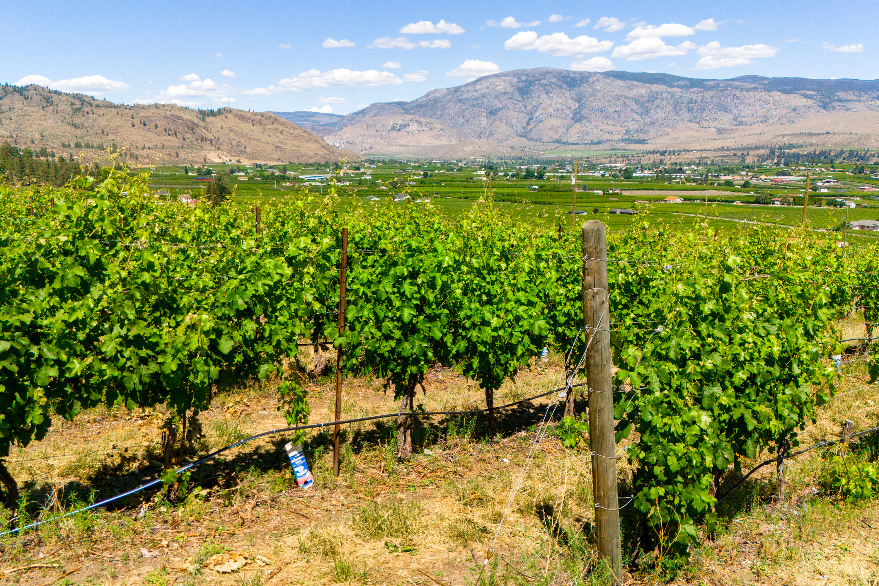  Vineyard Receivership - 物件實景