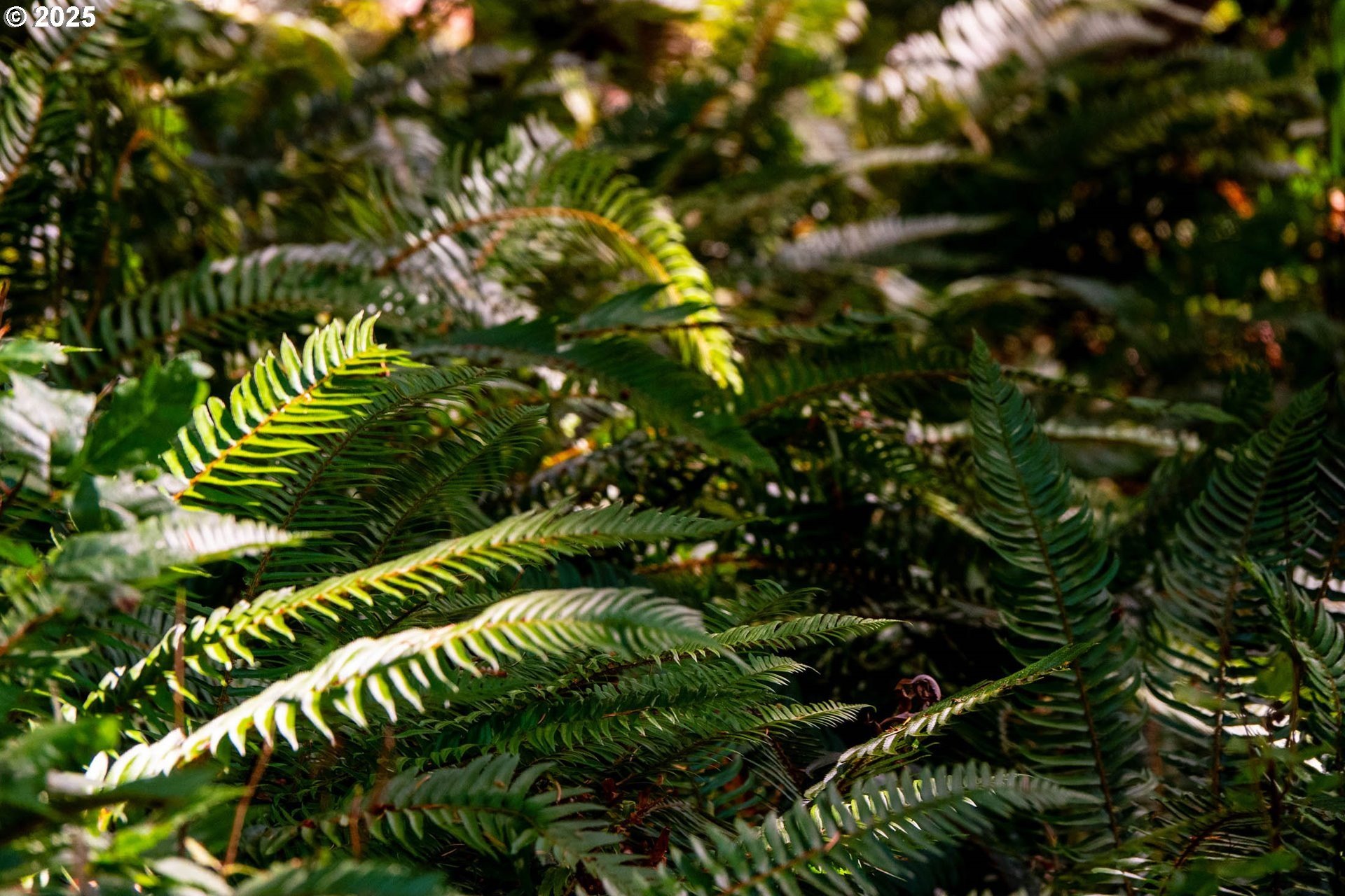 Myrtle Point, Oregon, 97458, United States, 3 Bedrooms Bedrooms, ,3 BathroomsBathrooms,Residential,For Sale,1975614