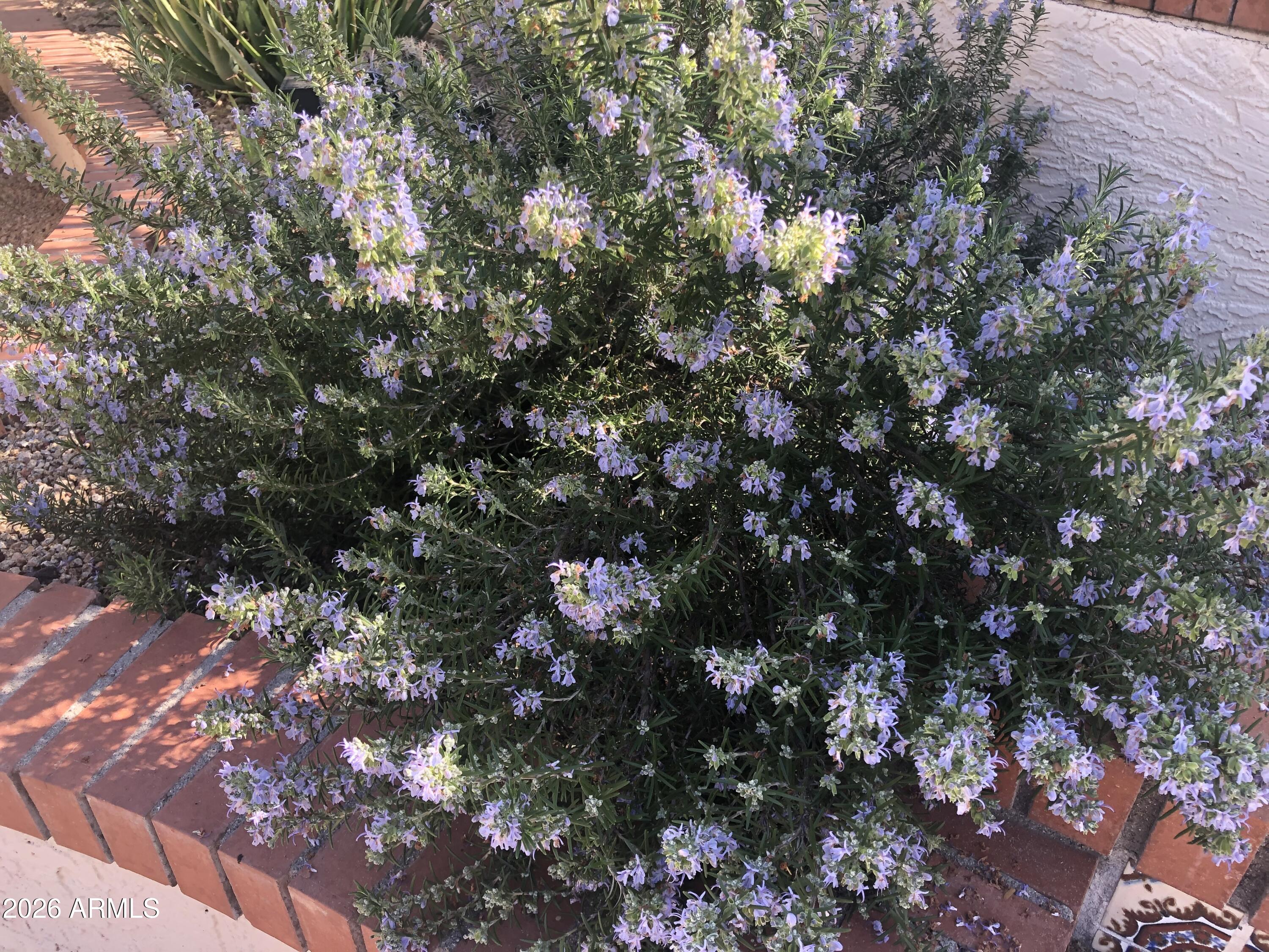  1121 W Aster Drive  Phoenix, AZ - 物件實景