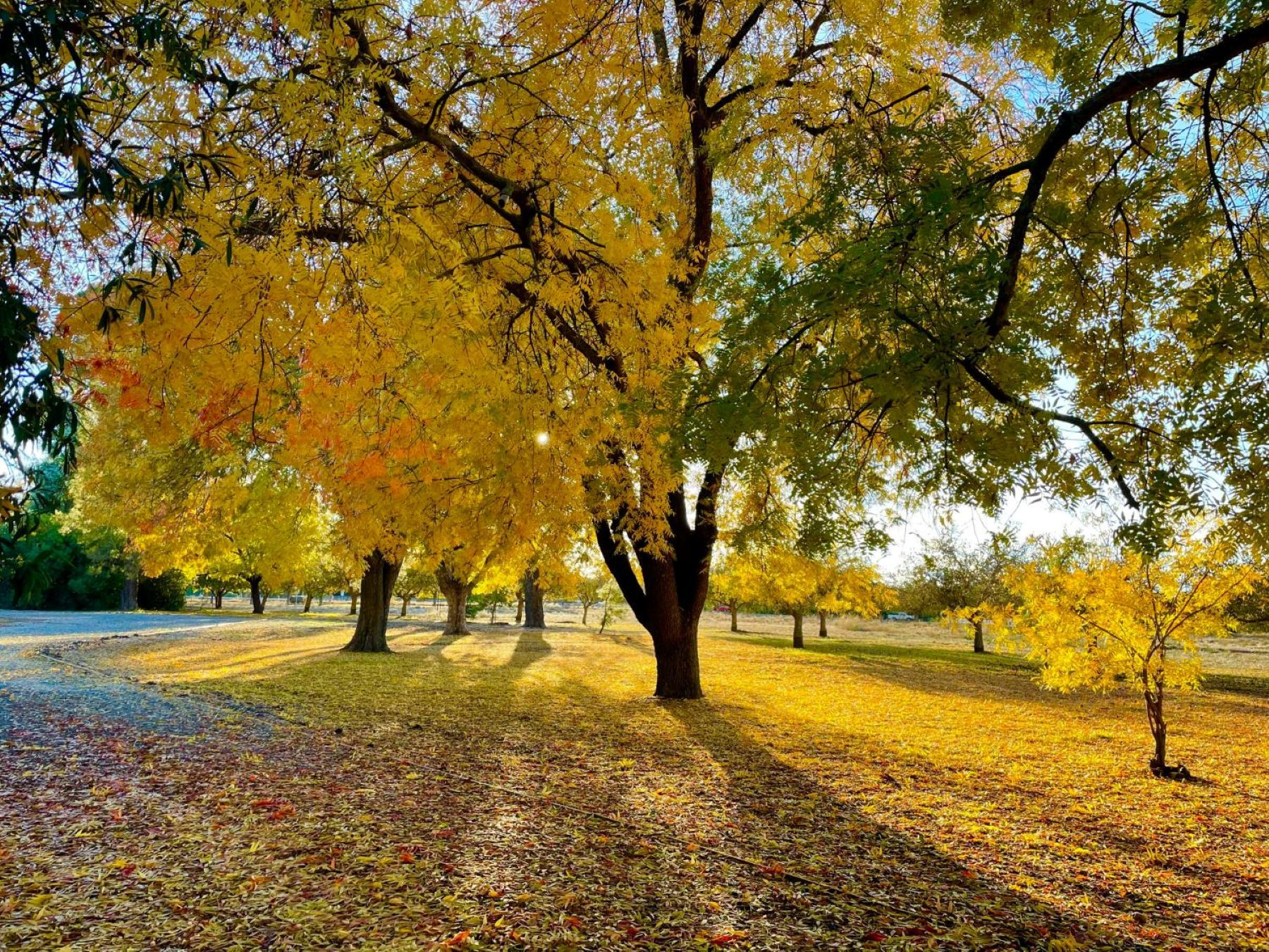  400 Roberts Road, Colusa, CA 95932 - 物件實景