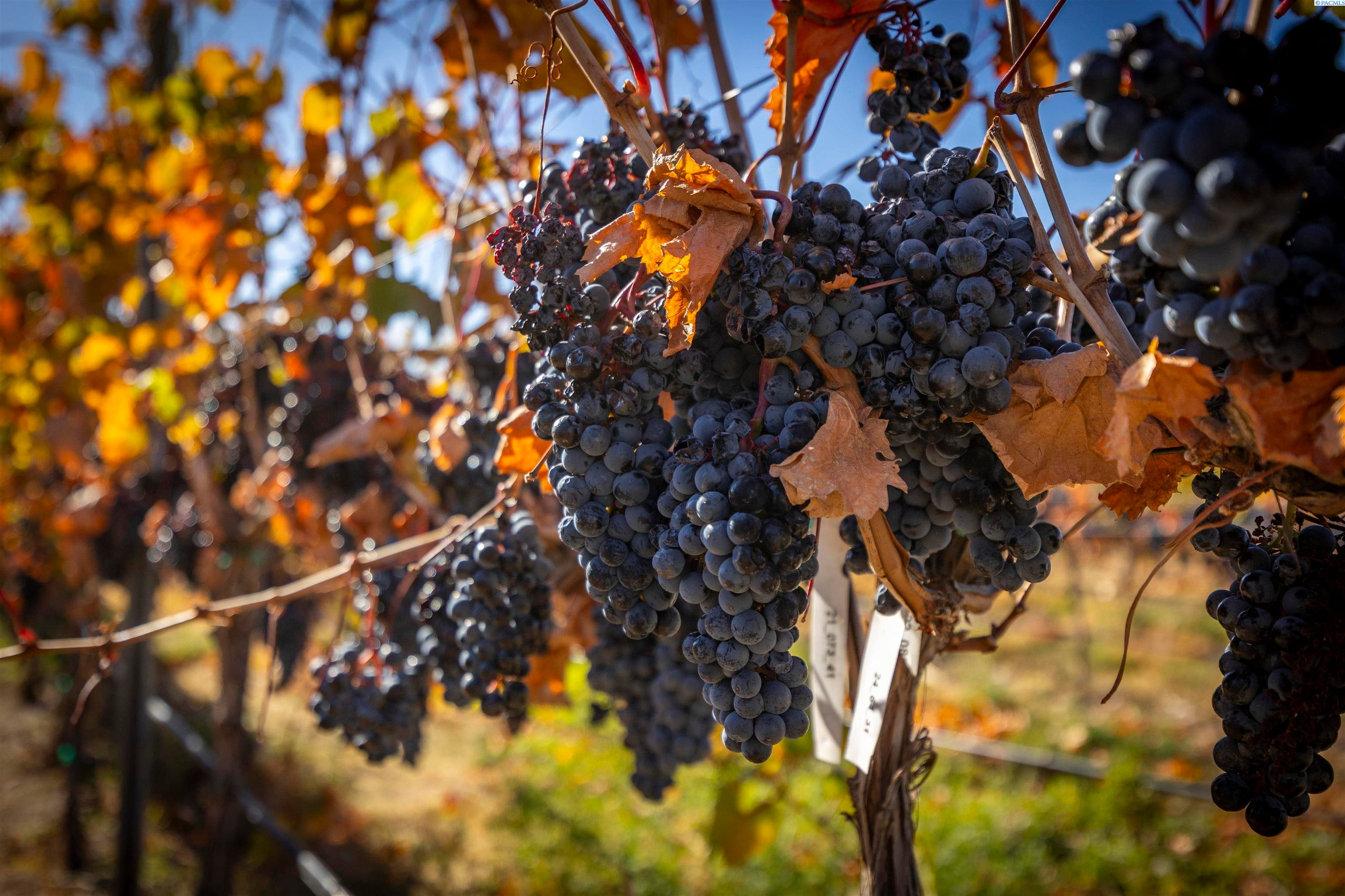 Benton City, Washington, 99320, United States, 3 Bedrooms Bedrooms, ,2 BathroomsBathrooms,Residential,For Sale,1992566