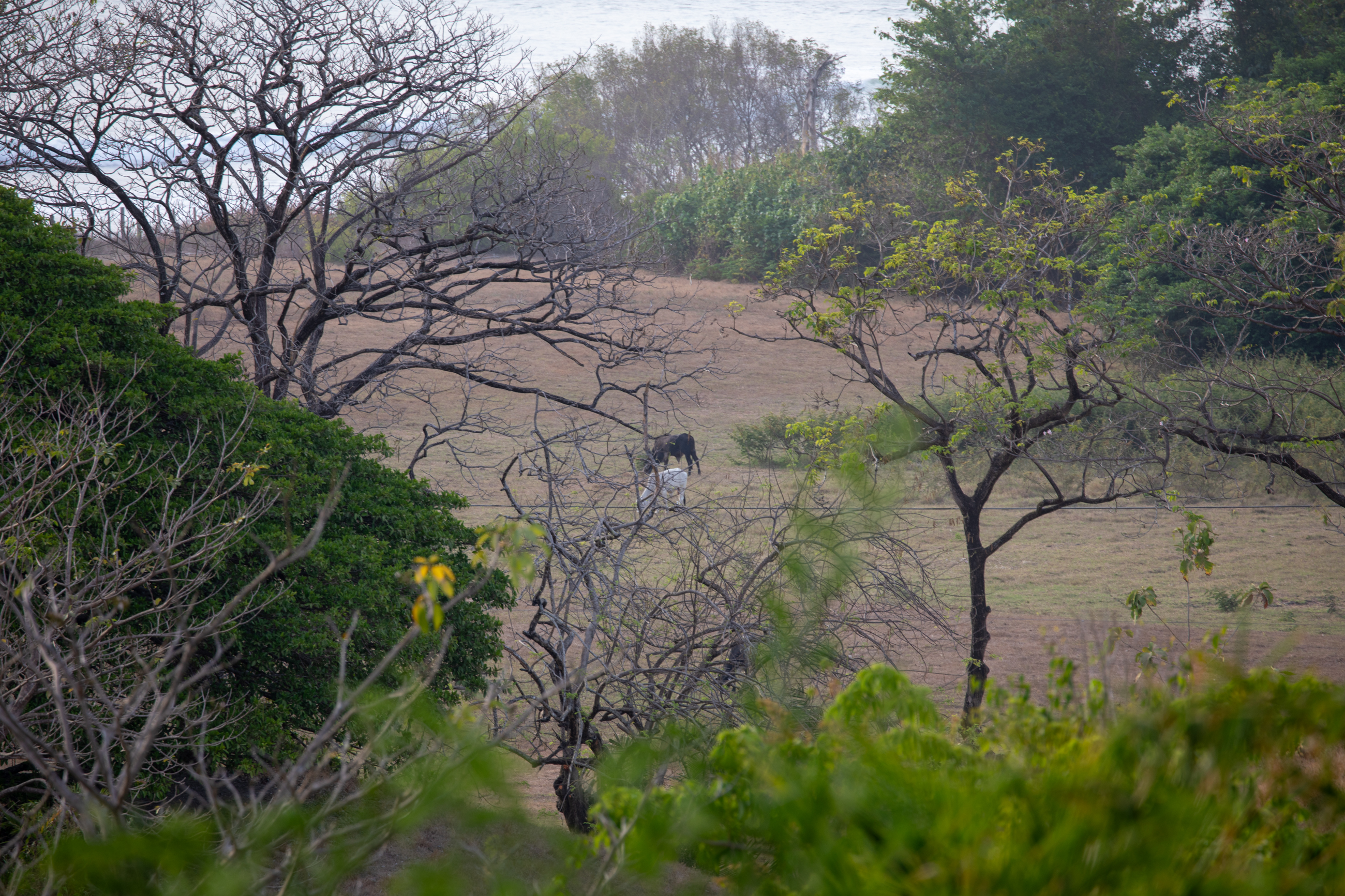 Nosara, Guanacaste, CR, 16 Bedrooms Bedrooms, ,9 BathroomsBathrooms,Residential,For Sale,1587974
