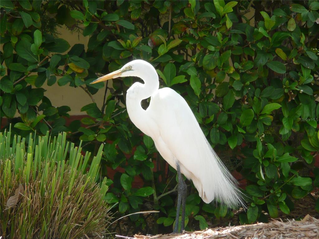Sarasota, Florida, 34236, United States, ,Land,For Sale,1990310