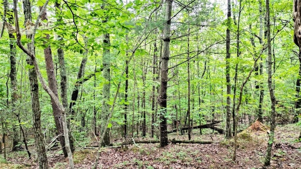 Jasper, Georgia, 30143, United States, ,Land,For Sale,1976881